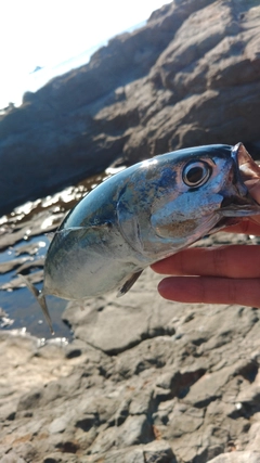 ソウダガツオの釣果