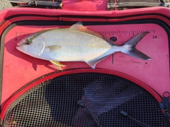 ショゴの釣果