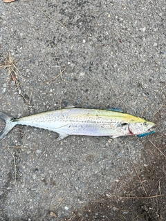 サゴシの釣果