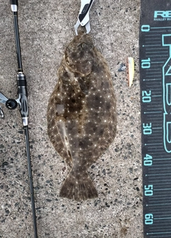 ヒラメの釣果