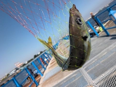 マアジの釣果