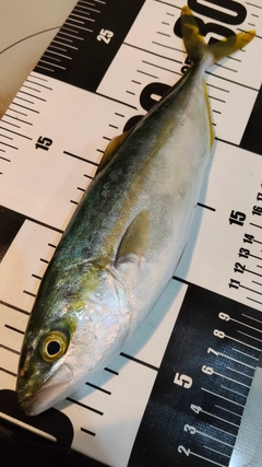 コゾクラの釣果