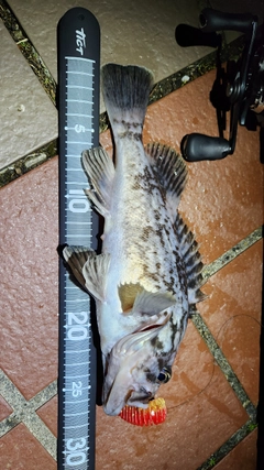 クロソイの釣果