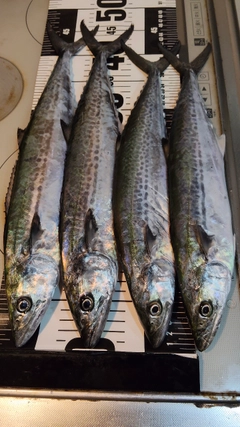 サゴシの釣果