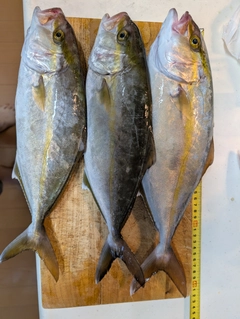 カンパチの釣果