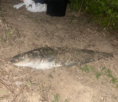 マナマズの釣果