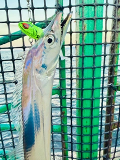 タチウオの釣果