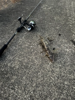 アイナメの釣果