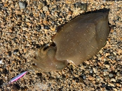 カミナリイカの釣果