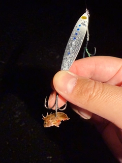 ハオコゼの釣果