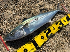サゴシの釣果