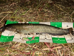 ナマズの釣果