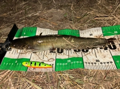 ナマズの釣果