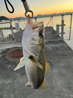 シーバスの釣果