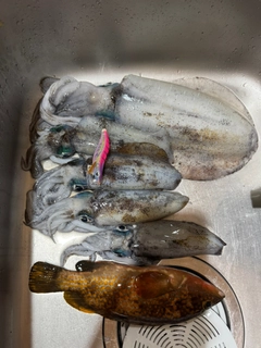 アオリイカの釣果