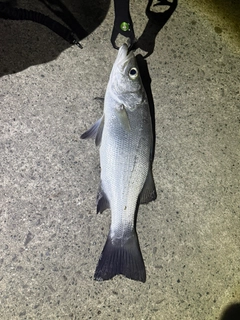 フッコ（ヒラスズキ）の釣果