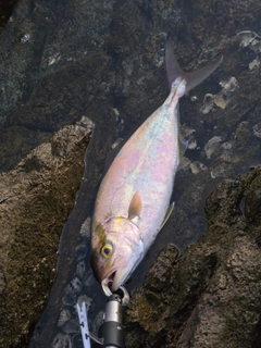 ネリゴの釣果