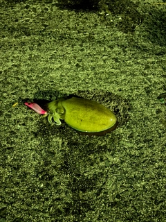 コウイカの釣果