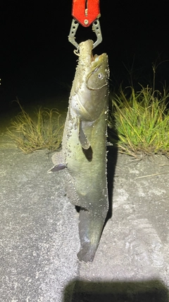 ナマズの釣果