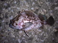 ムラソイの釣果