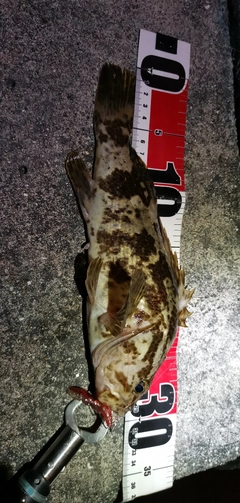 タケノコメバルの釣果