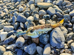 クサフグの釣果