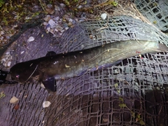 ナマズの釣果