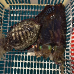 コウイカの釣果