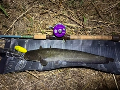 ナマズの釣果