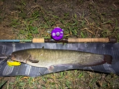 ナマズの釣果