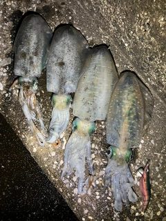 アオリイカの釣果