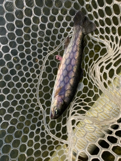 ニジマスの釣果