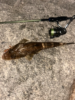 イネゴチの釣果