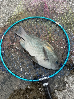 クチブトグレの釣果