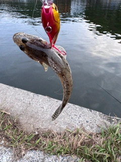 マハゼの釣果