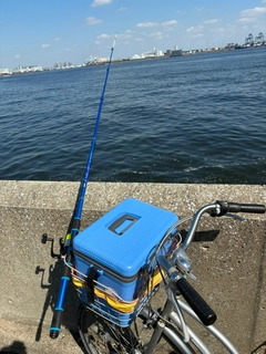 サッパの釣果