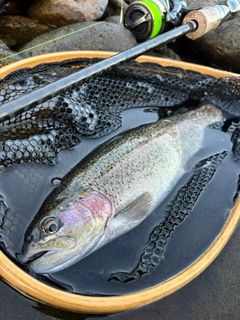 ニジマスの釣果