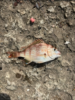 タイの釣果