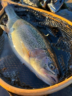 ニジマスの釣果