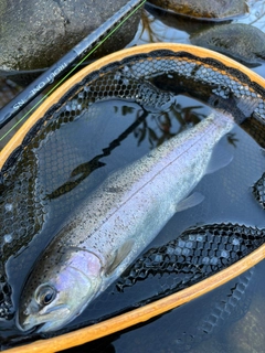 ニジマスの釣果