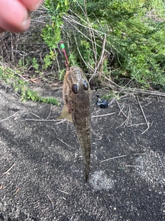 マハゼの釣果