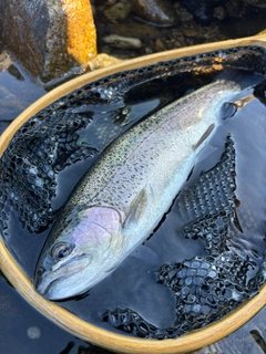 ニジマスの釣果