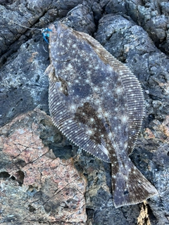 ソゲの釣果