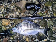 チヌの釣果