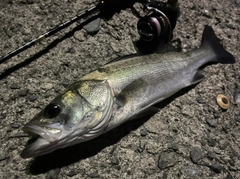 フッコ（タイリクスズキ）の釣果