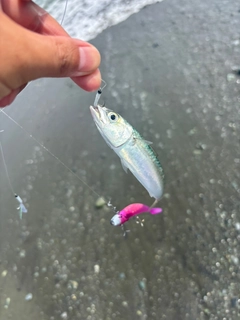 ゴマサバの釣果