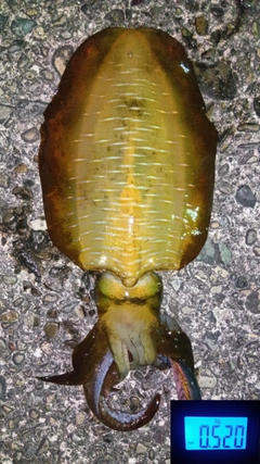 アオリイカの釣果