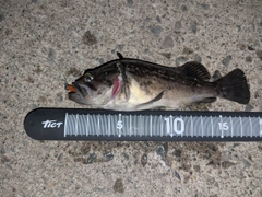 クロソイの釣果