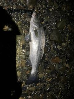 ヒラスズキの釣果