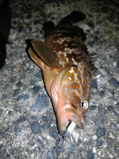 キジハタの釣果